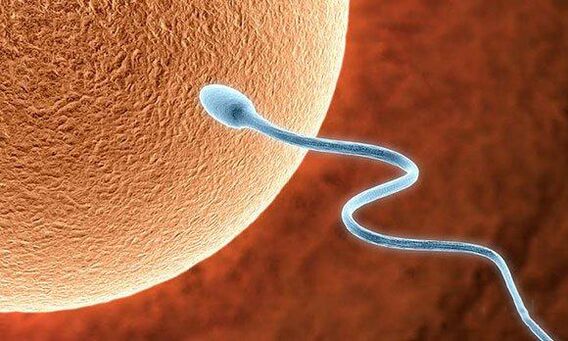 Biologické funkcie predpriesku